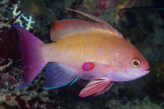 Pseudanthias squamipinnis