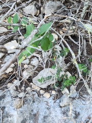 Celtis reticulata