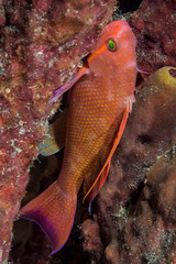 Pseudanthias squamipinnis