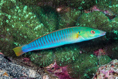 Hologymnosus doliatus