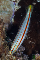 Hologymnosus doliatus