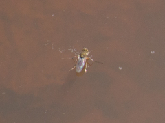Ephydridae