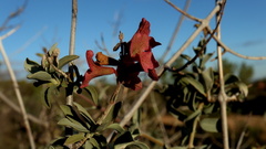 Salvia lanceolata