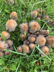 Coprinellus micaceus