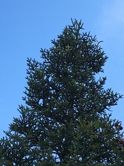 Abies pinsapo