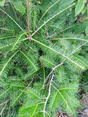 Abies alba