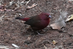 Lagonosticta senegala