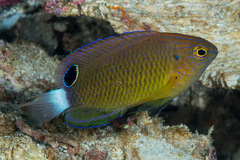 Pomacentrus bankanensis