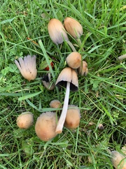 Coprinellus micaceus