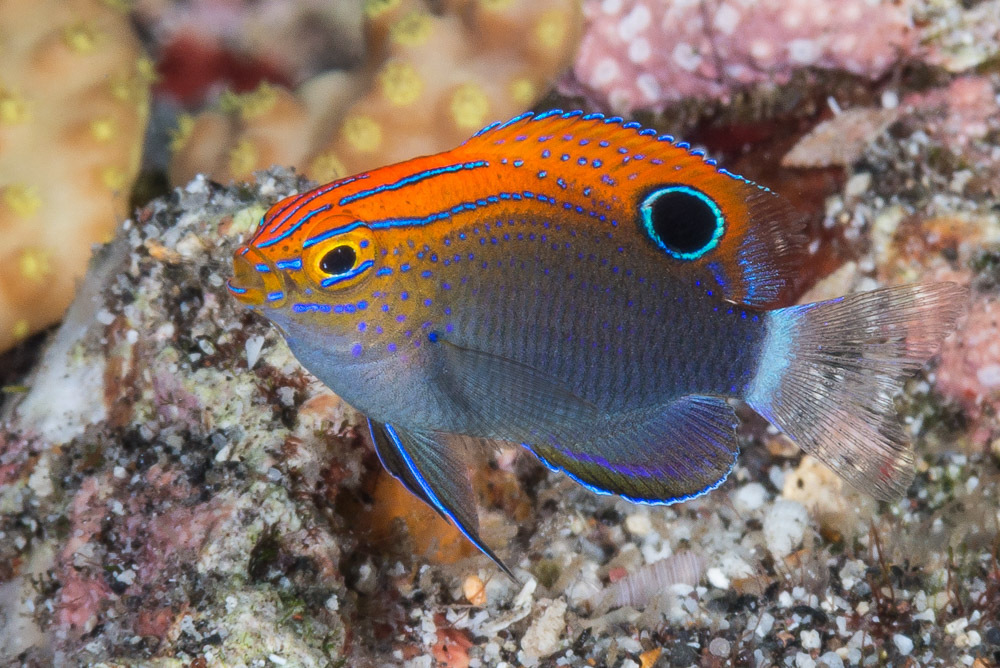 Speckled Damselfish