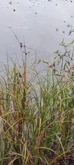 Bolboschoenus maritimus