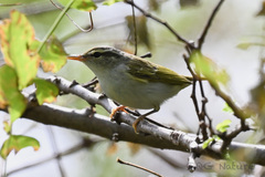 Phylloscopus coronatus