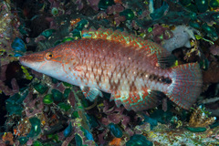 Oxycheilinus celebicus