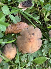 Coprinellus micaceus