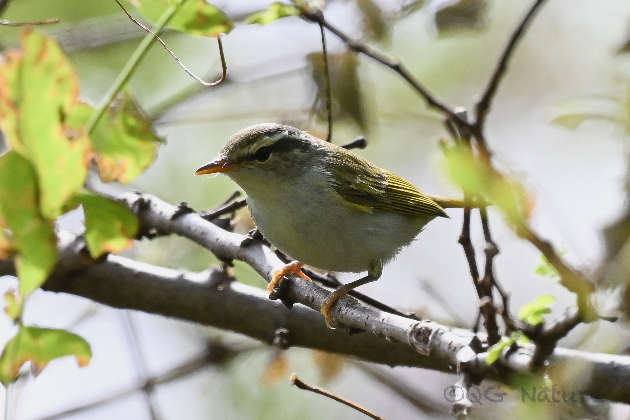 Eastern Crowned Warbler