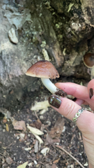 Pluteus cervinus