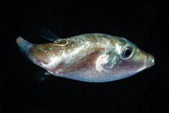 Canthigaster bennetti