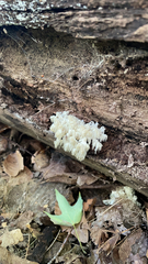 Hericium americanum