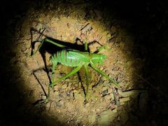 Neobarrettia spinosa