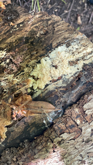 Ductifera pululahuana