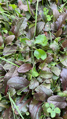Ajuga reptans