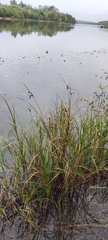 Bolboschoenus maritimus