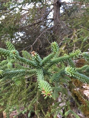 Abies pinsapo