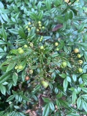 Nandina domestica