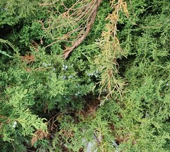 Juniperus