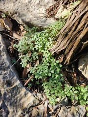 Parietaria pensylvanica