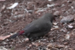 Lagonosticta senegala