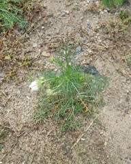 Anthemideae