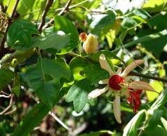 Passiflora aurantia