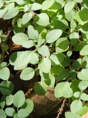 Parietaria pensylvanica