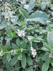 Fallopia convolvulus
