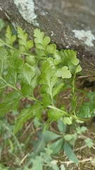Asplenium adiantum-nigrum