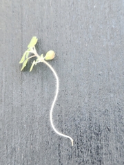 Parietaria pensylvanica