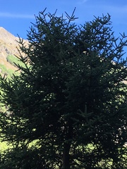 Abies pinsapo
