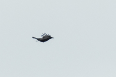 Corvus corone orientalis