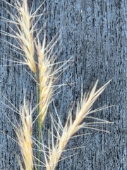 Bouteloua trifida