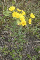Hieracium sabaudum