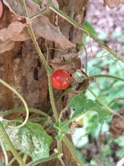 Cucumis maderaspatanus