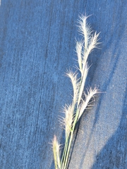 Bouteloua trifida