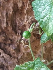 Cucumis maderaspatanus