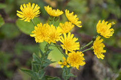 Hieracium sabaudum