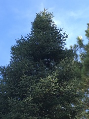 Abies pinsapo