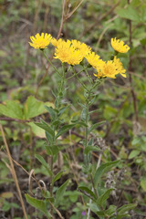 Hieracium sabaudum
