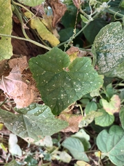 Cucumis maderaspatanus