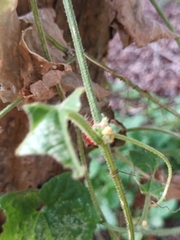 Cucumis maderaspatanus