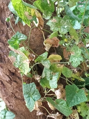 Cucumis maderaspatanus